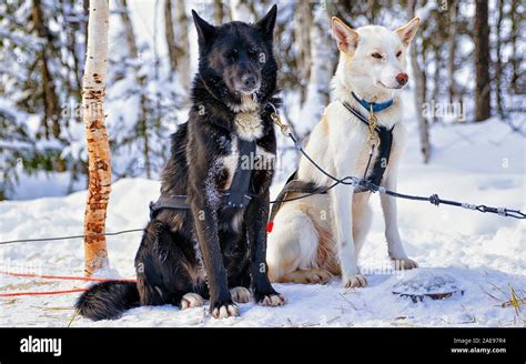 Husky Dogs In Sled In Lapland Finland Reflex Stock Photo Alamy