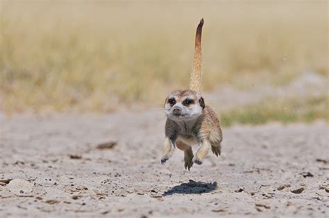 Meerkat Running Sean Crane Photography