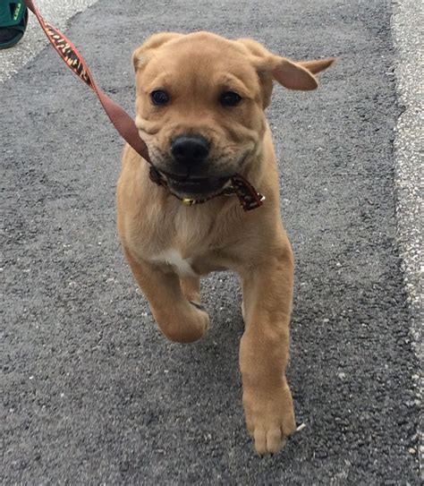 Golden retriever puppies are adorable and if you are buying one of your own, sometimes making a choice can be difficult. Golden Retriever Pitbull Mix