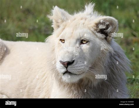 Male White Lion In Kruger National Park Stock Photo Alamy
