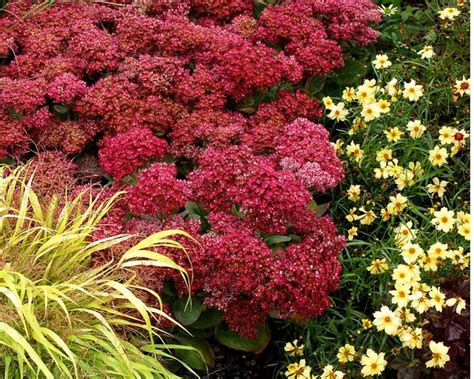 Echinacea color coded™ 'orange you awesome'. Sedum Mr. Goodbud, perennial, short 12-15" (Plant 15 ...