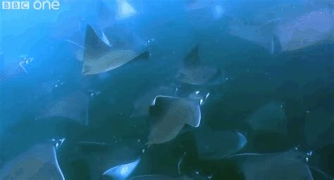 Shocking Photos Of The Flying ‘devil Ray Fish That Defy Scientific