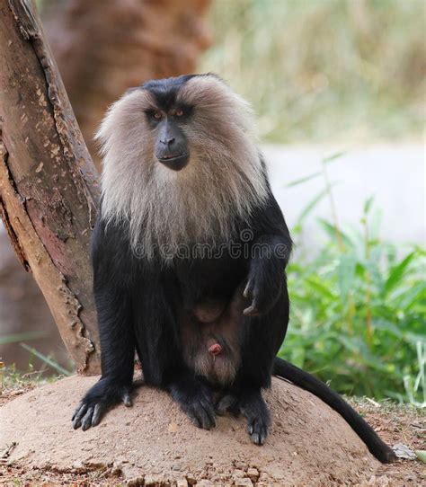1 Threatened Endemic Indian Ape Lion Tailed Macaque Free Stock Photos