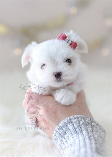 Teacup maltese puppies are the little angels of the dog world. Maltese Puppy by TeaCups | Teacups, Puppies & Boutique