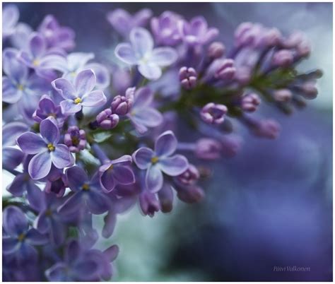 Lilac By Closer To Heaven On Deviantart Lilac Lilac Walls Fragrant Flowers
