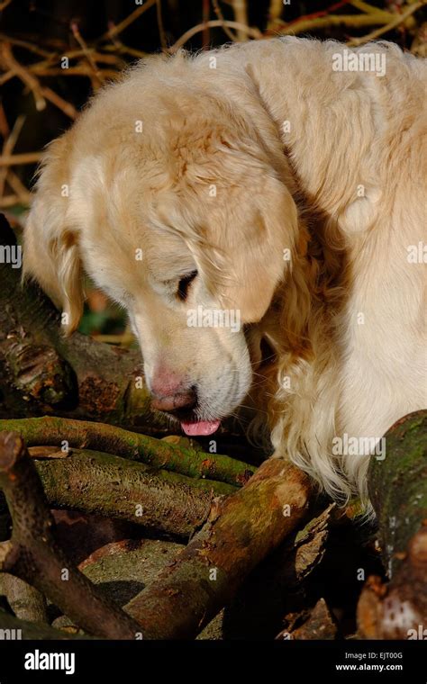 Working Golden Retriever Hi Res Stock Photography And Images Alamy