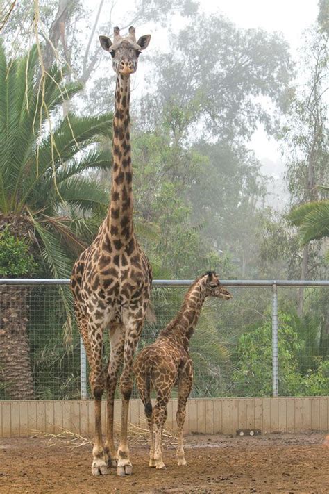 Smallest Giraffe Ever