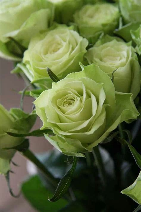 Quick & easy checkout · 7 day freshness guarantee The Pastel Corner | Green rose, Green aesthetic, Rose pictures