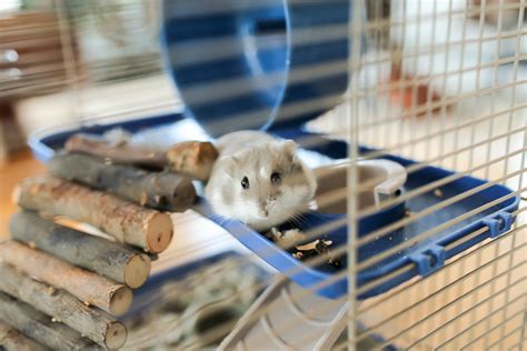 Luckily, you can easily create your own affordable hamster cage with a plastic bin, some supplies, and a few tools. DIY Hamster Cage — The Sorry Girls