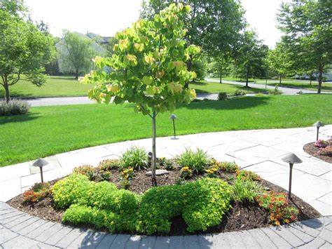 10 Best Ornamental Trees For Southeastern Pa Gardens Turpin Landscaping