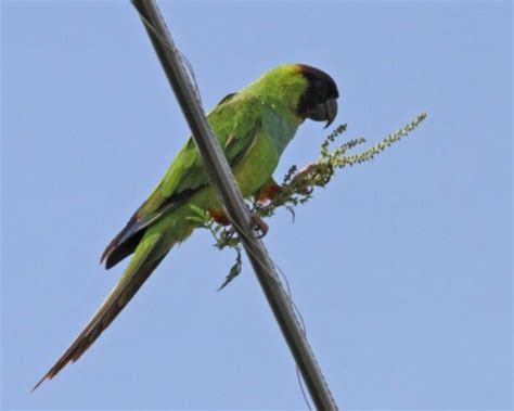 Nanday Black Hooded Parakeet 6440 Birdspix