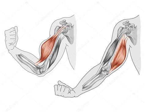 Músculos del brazo Qué son Anatomía función partes y mucho más