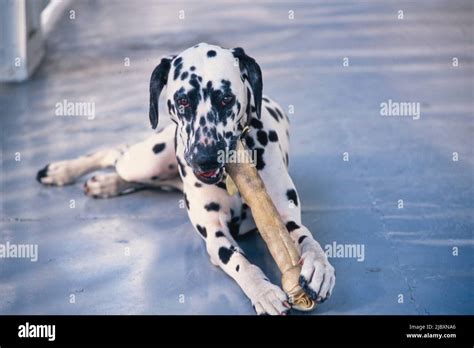 Dalmatian Chewing Bone Stock Photo Alamy