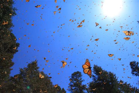 Where Have All The Monarch Butterflies Gone Candi Magazine