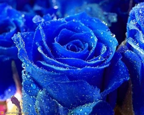 Indigo Rose Colorsindigo Blue Flower Pictures Blue Roses