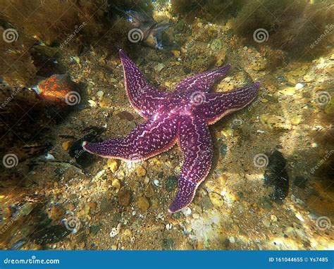 Starfish Sea Star Asterias Amurensis And Patiria Pectinifers Underwater