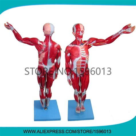 Hot 78cm Full Body And Muscles Model Muscles Of Male Muscle