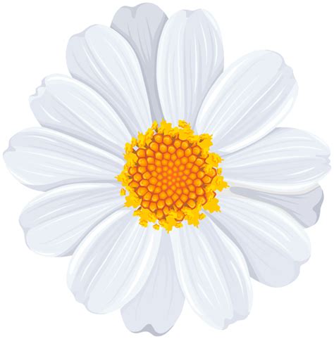 White Daisy Flower Clipart 10 Free Cliparts Download Images On