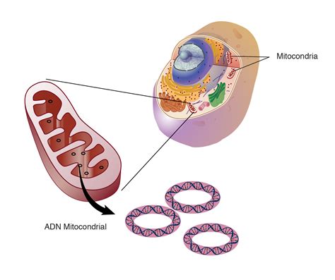 Mitocondria Orgánulo Celular Características Estructura Y Funciones
