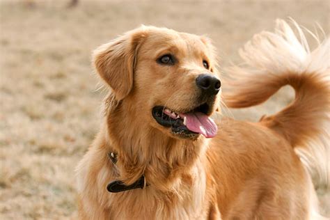 Royalty Free Golden Retriever Pictures Images And Stock