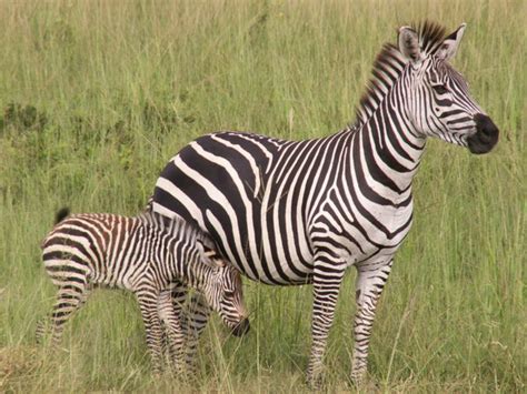 Mama And Baby Zebra Photo