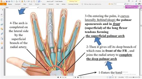 Anatomy Medical Students Lecture 15 The Hand 2 Youtube