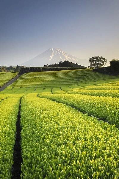 Japan Shizuoka Prefecture Mt Fuji And Green Tea Our Beautiful