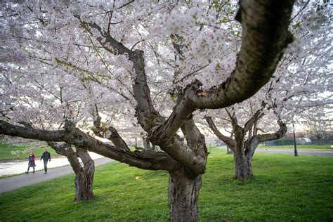 Ohios Renowned Cherry Blossom Trees