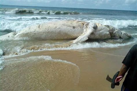 Mysterious Fish Washed Up On Eleko Beach In Lagos