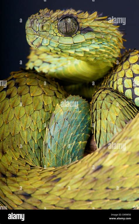 hairy bush viper atheris hispida banque de photographies et d images à haute résolution alamy