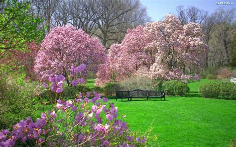 Kwitnące Drzewa Ławka Kwiaty Park Wiosna