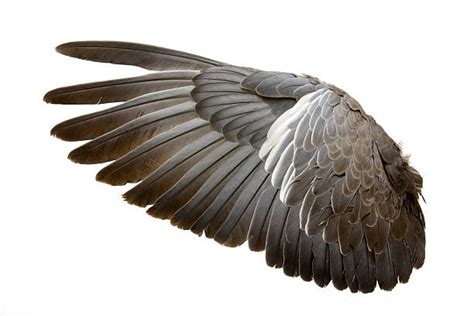 Eagle Wings Stock Photos Pictures And Royalty Free Images Istock