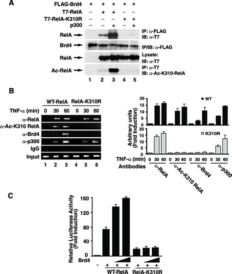 Brd4 Coactivates Nf B Through Specific Binding To Acetylated