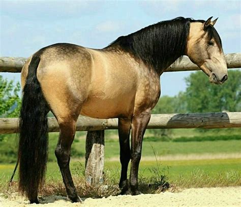 Horses are similar in body color to buckskin, but with primitive markings. Sooty buckskin Lusitano stallion, Vandam des Ocres. photo: Laurie Neron. | Beautiful horses ...