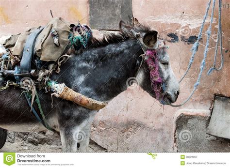 Tired Donkey Stock Image Image Of Packed Mule Rural 30321967