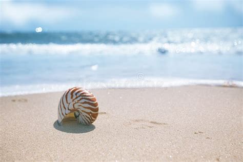 Nautilus Shell On Sand Beach And Sea Waves Stock Image Image Of