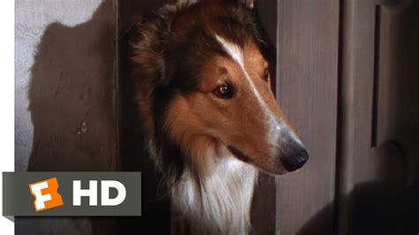 Lassie Come Home 110 Movie Clip Morning Routine 1943 Hd Youtube