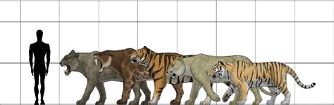 Ngandong Tiger Size Comparison Big Cat Size Comparison Chart