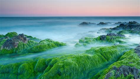 Green Algae On Rocks 1920 X 1080 Hdtv 1080p Wallpaper