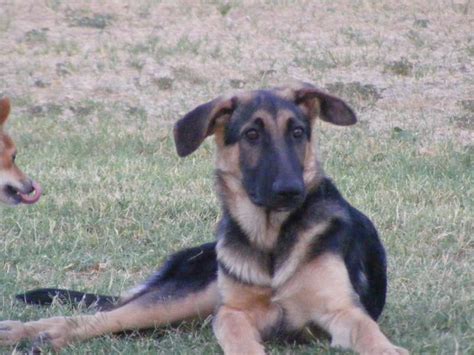 When Do Puppies Ears Stand Up When Will My German Shepherd S Ears