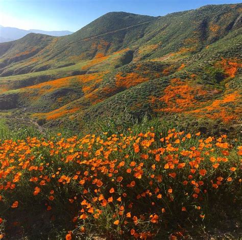 Niagara's premium same day delivery service. 9 Magical Photos of California's Wildflower Super Bloom ...