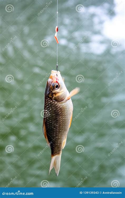 A Small Fish Hooked Fishermans Catch On Bait Stock Image Image Of