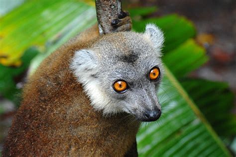 Lemur Foto And Bild Tiere Wildlife Säugetiere Bilder Auf Fotocommunity