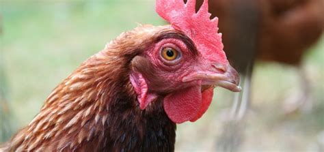 Wegen der vogelgrippe herrscht derzeit allerdings eine. Vogelgrippe (Aviäre Influenza) - Ursachen, Beschwerden ...