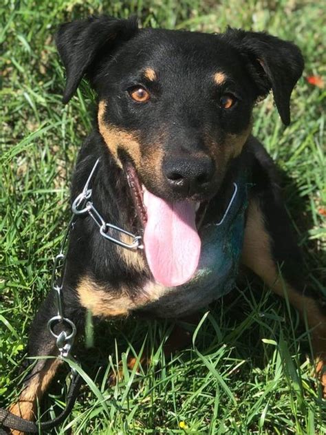 Milo 1 Year Old Male Miniature Pinscher Cross Available For Adoption