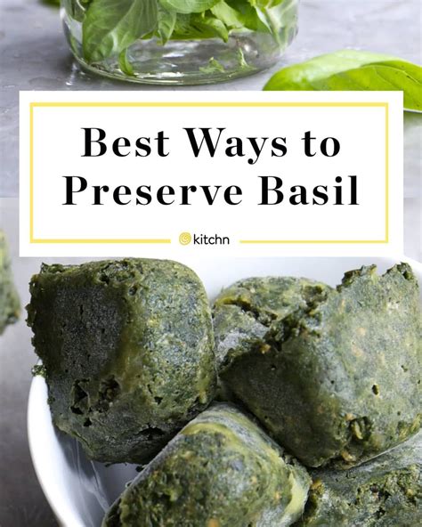 The Best Ways To Preserve Basil Preserving Basil Freezing Basil
