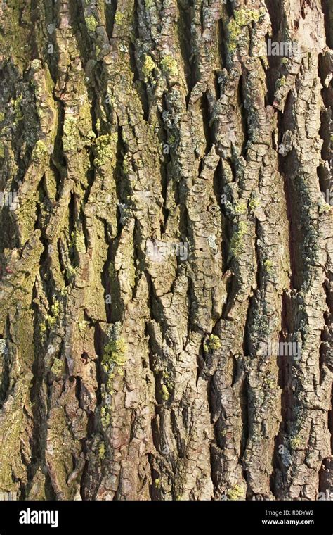 Willow Tree Bark Hi Res Stock Photography And Images Alamy