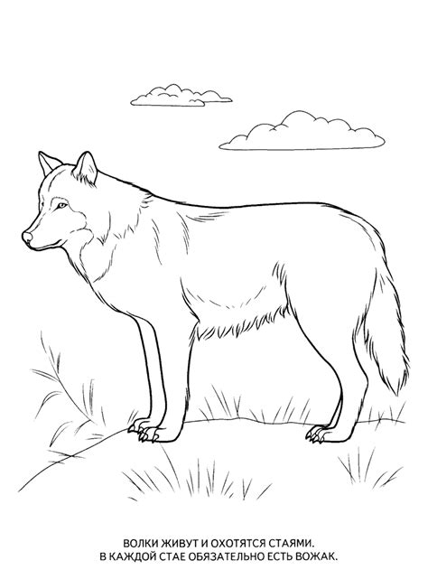 Wild Animals Coloring Pages For Kids To Print For Free