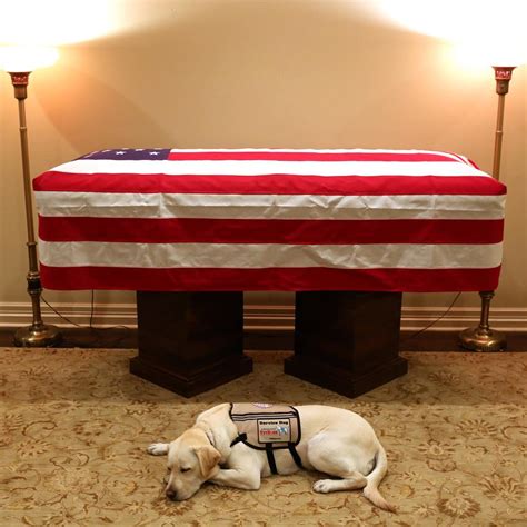 🥇 Sully El Perro Que Acompañó A George Bush Hasta Su Muerte ⋆ Mi Perro