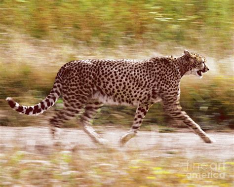 Cheetah Running Photograph By Robert Chaponot Fine Art America
